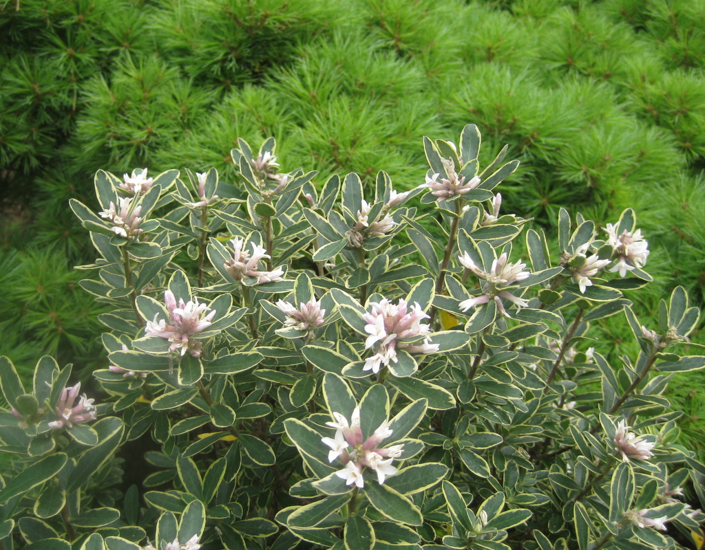 Daphne caucasica 'variegata'